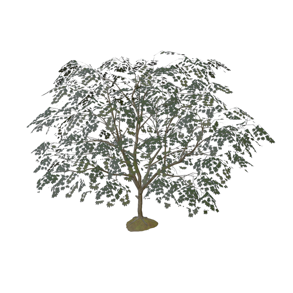 A green maple tree mesh